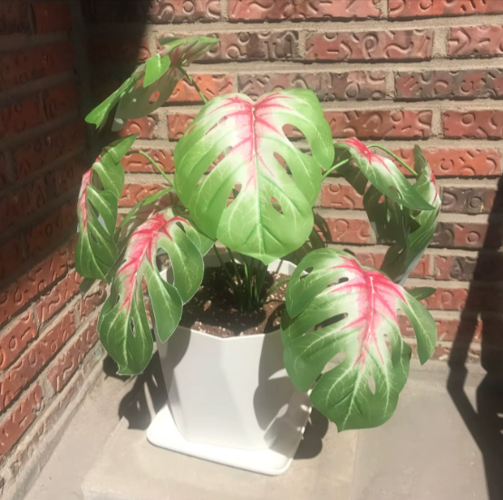 Caladium synthétique