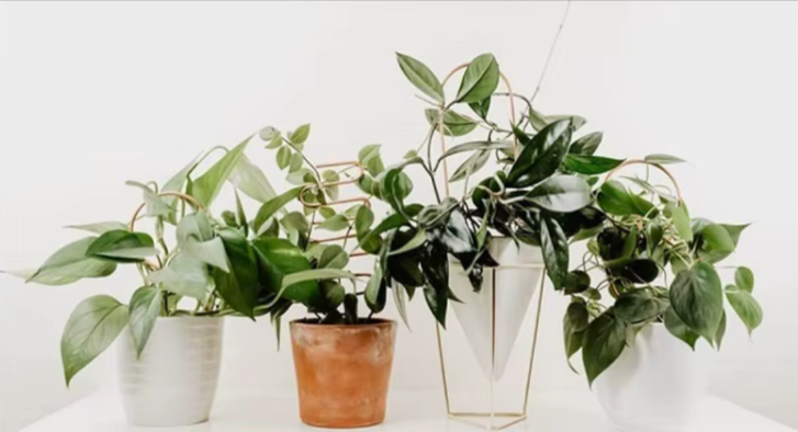 Supports pour plantes en métal